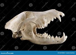 Image result for Grey Wolf Skull