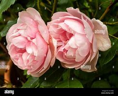 Image result for 70th Birthday Rose Bush