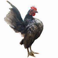 Image result for All-Black Serama Chicken