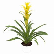 Image result for Bromeliad