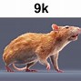 Image result for Rotating Rat