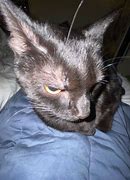 Image result for AHK Cat