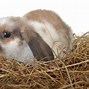 Image result for Rabbit Bedding