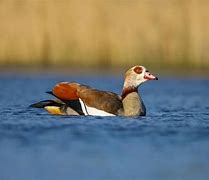 Image result for Afghanistan Goose