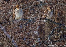 Image result for Two Kestrel Hawks