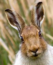 Image result for Hare Portrait