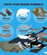 Image result for Different Ocean Mammals