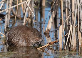 Image result for Show Me a Picture of a Muskrat