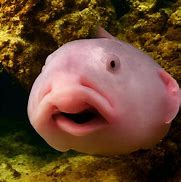 Image result for Ugly Creepy Fish