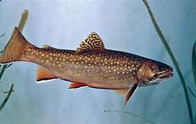 Image result for Brook Trout