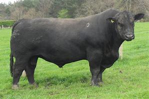 Image result for Aberdeen Angus Cow Goofy