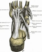 Image result for Interosseous Ligament