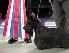 Image result for AKC Champions