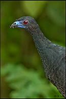 Image result for Black Guan