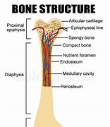 Image result for Capitate Bone Diagram