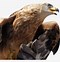 Image result for Baby Eagle Clip Art