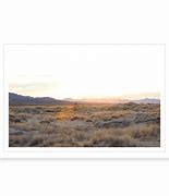 Image result for Grasses of the Mojave Desert