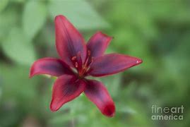 Image result for Dark Red Canna Lily