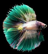 Image result for Betta Fish Name Blue and Red