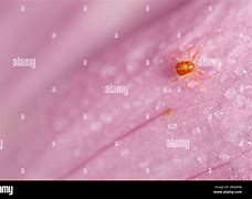 Image result for Harvest Mite