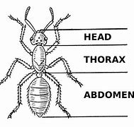 Image result for Thorax Girl Pox