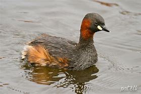 Image result for African Little Grebe