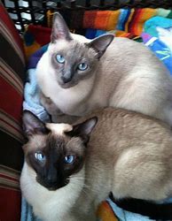 Image result for Silver Point Siamese Cat