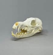 Image result for Coyote Skull Black and White