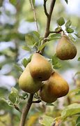 Image result for Seled Pear