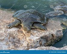 Image result for Trionychid Turtle