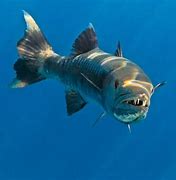 Image result for Barracuda vs Shark