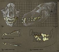 Image result for Wolf Teeth Drawing Feral