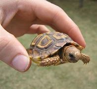 Image result for Tortoise Babies