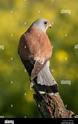 Image result for Lesser Kestrel Male