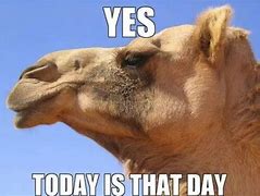 Image result for That Dam Camel Hump Day