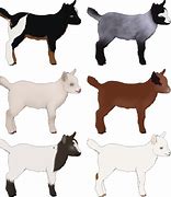 Image result for Pygmy Goat Clip Art