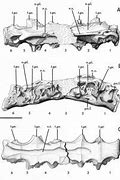 Image result for Ornithodesmus