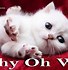 Image result for Pat Cat Image Meme