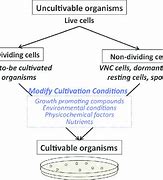 Image result for Dividing Cell and Non-Dividing Cells