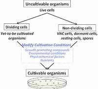 Image result for Dividing Cell and Non-Dividing Cells