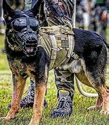 Image result for Military War Dogs