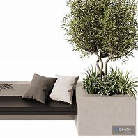 Image result for Back Yard Olive Tree Bench