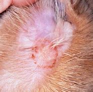 Image result for Skin Lesions On Cats