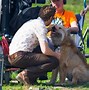 Image result for Ryan Gosling Dog George