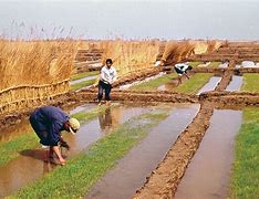 Image result for Ancient China Farming