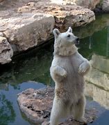 Image result for Animal Morph Bear