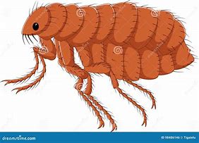 Image result for Flea and Tick Cartoon