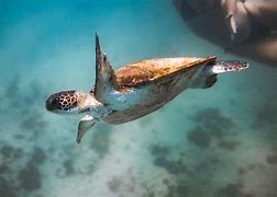 Image result for Biodiversity in Ocean