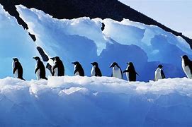 Image result for Penguin Laptop Wallpaper