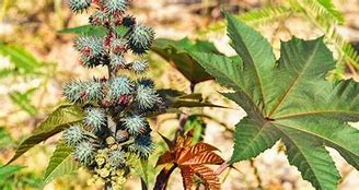 Image result for Castor Herb